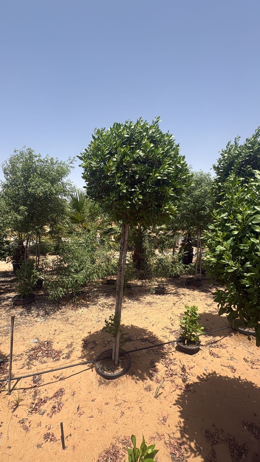 Best Plants That Survive UAE Summer Heat: The Ultimate Guide for Dubai Villas & Gardens (2026)